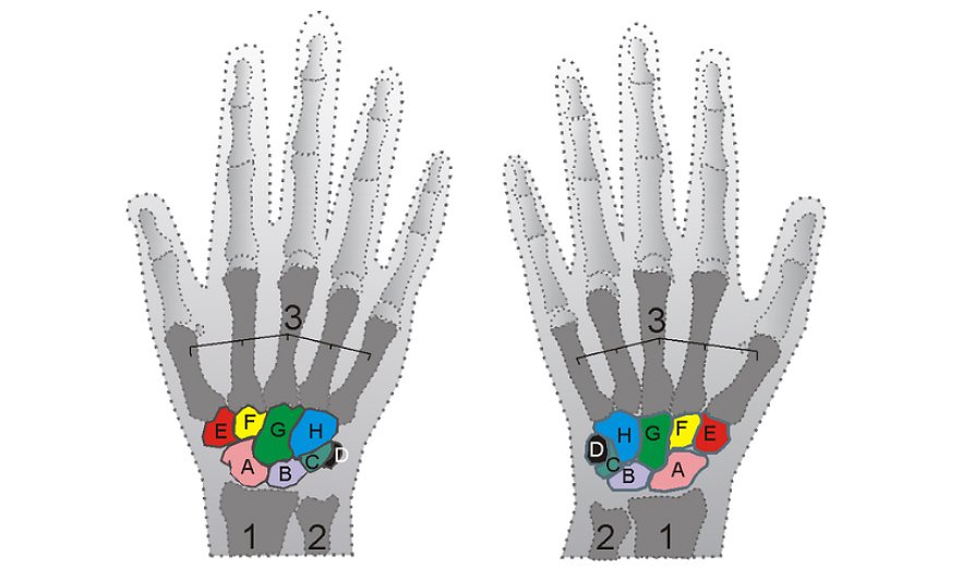 Ossa e muscoli delle mani