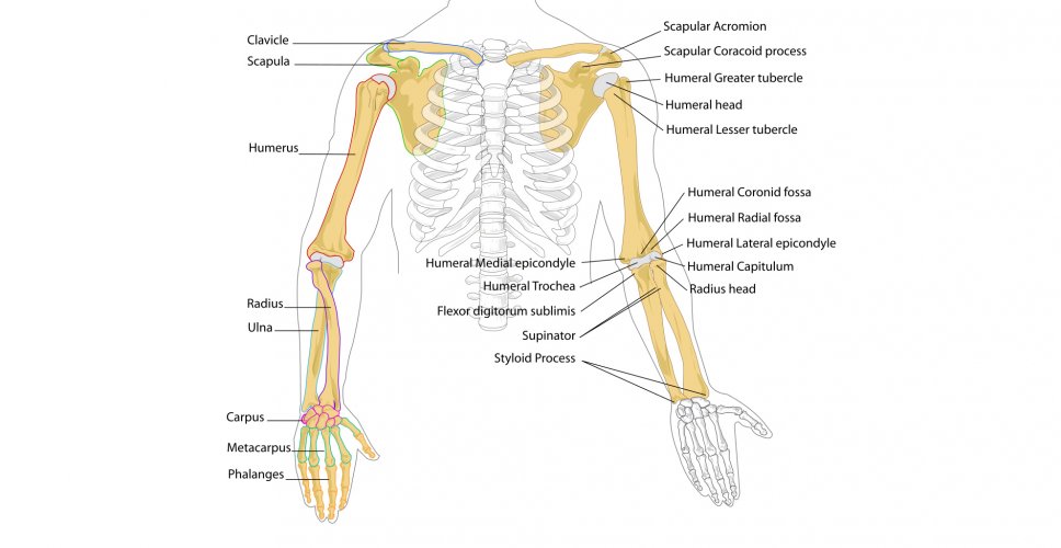 Radio e ulna