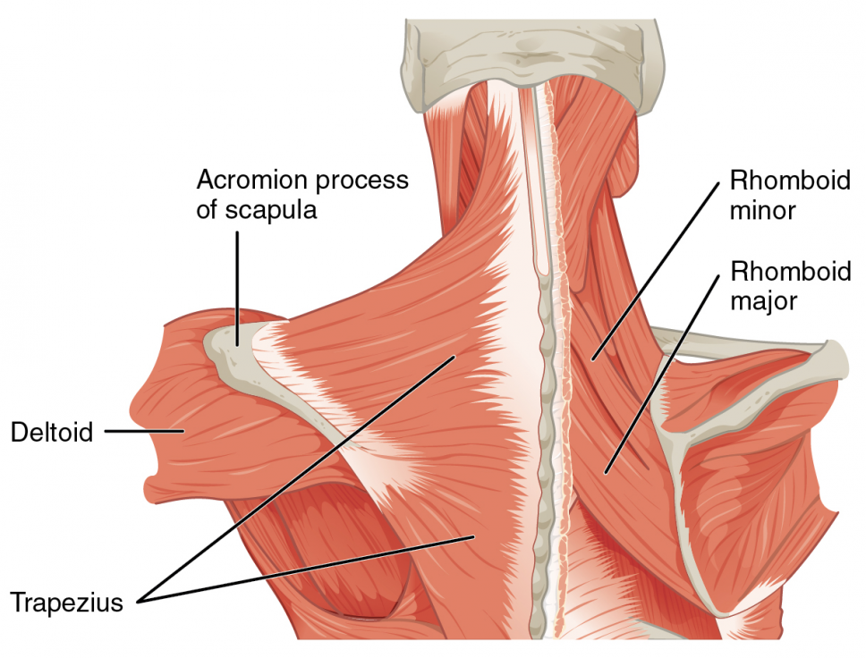Muscoli del collo: trapezio