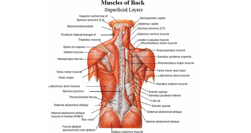 Muscoli della schiena