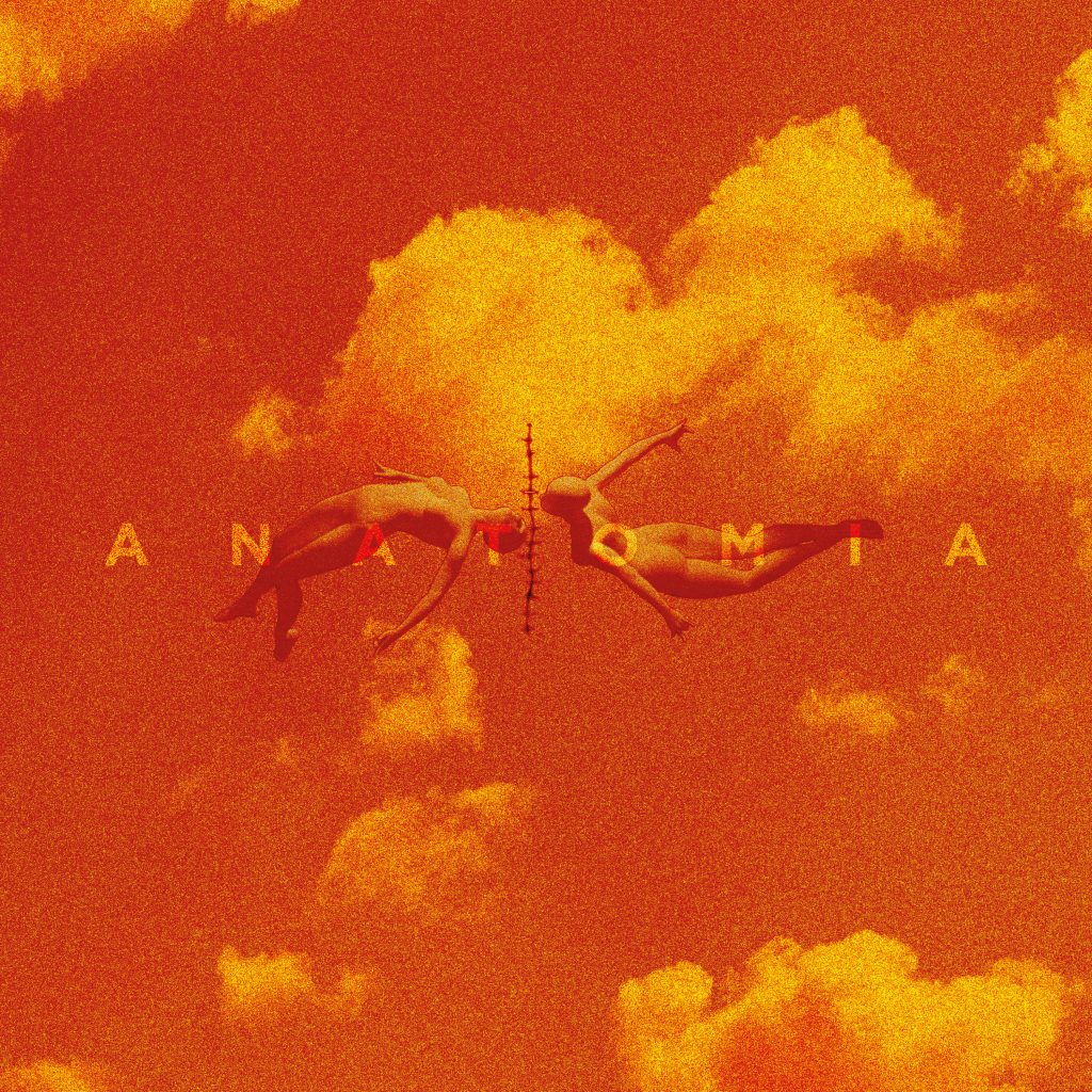 Vidage Anatomia